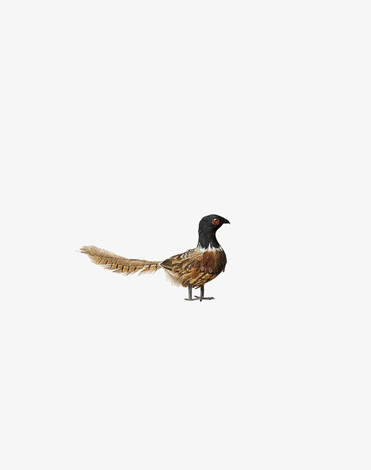 Pheasant