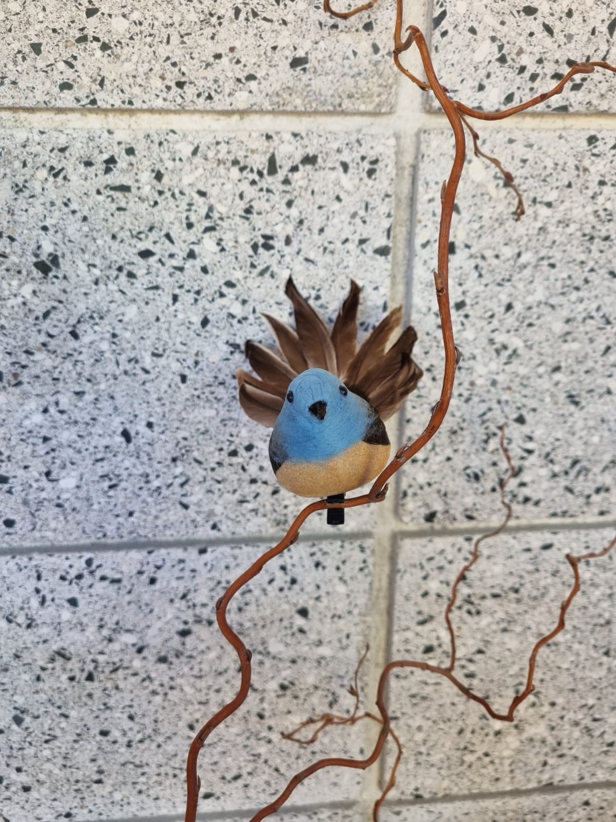 Blue Fantail Bird