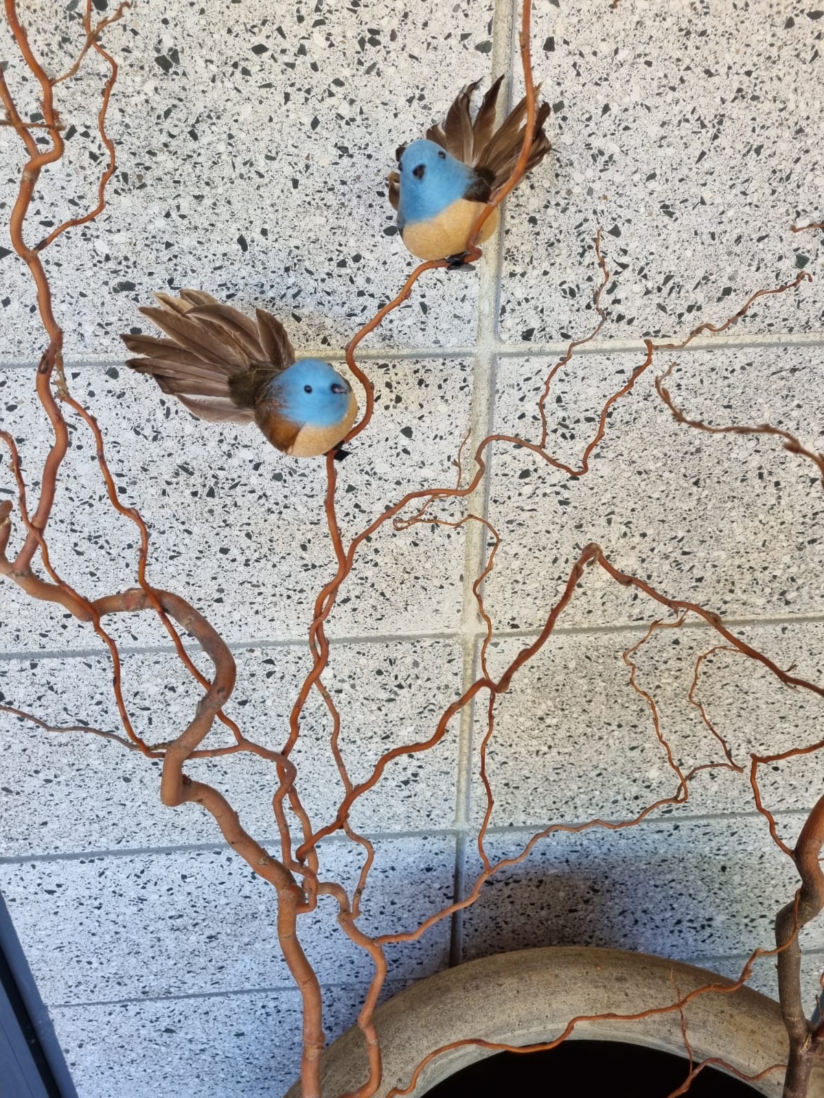 Blue Fantail Bird