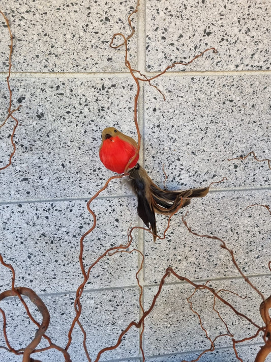 Red Baby Robin
