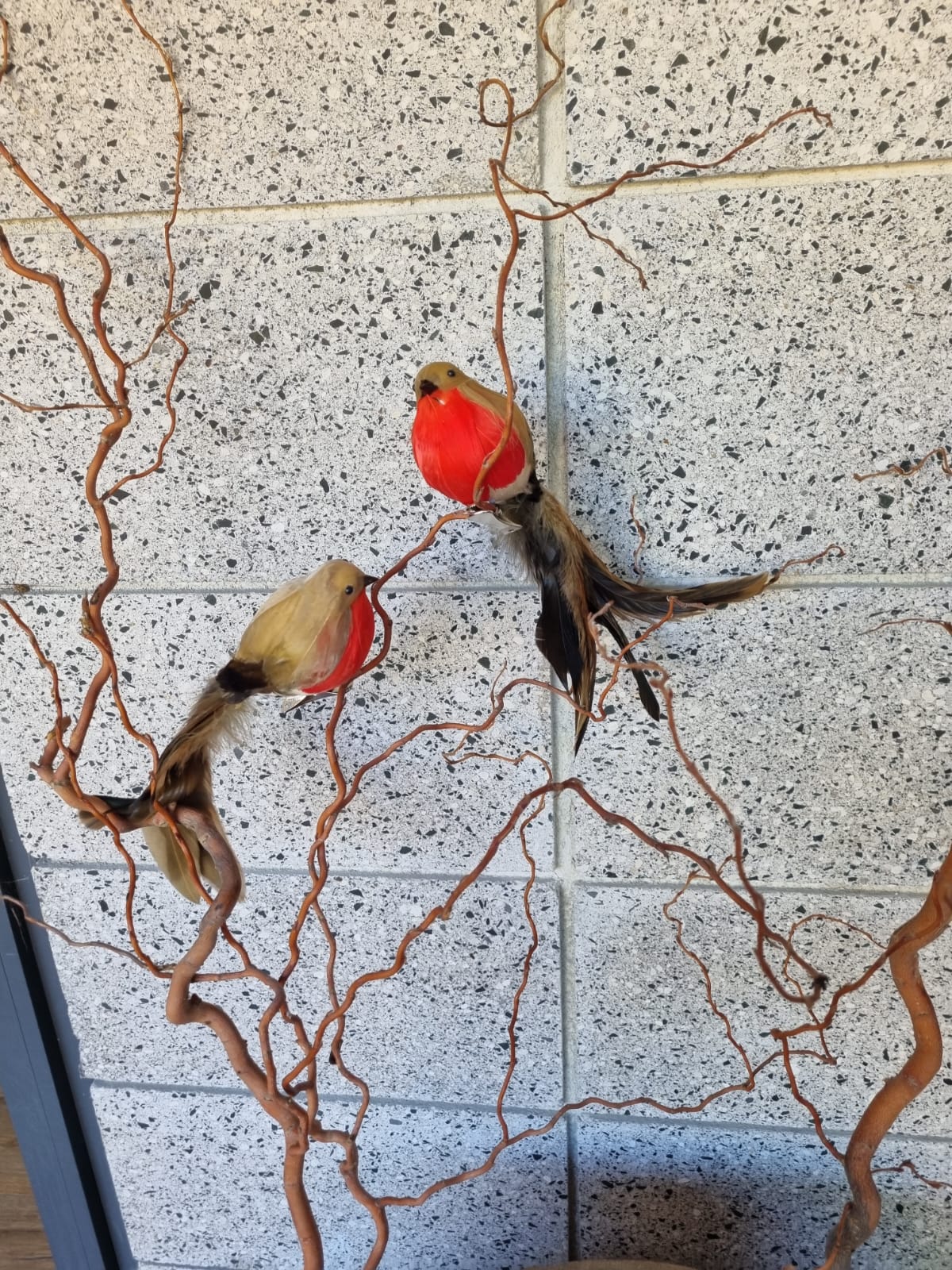 Red Baby Robin