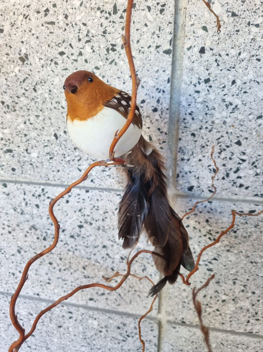 Fat Robin Bird
