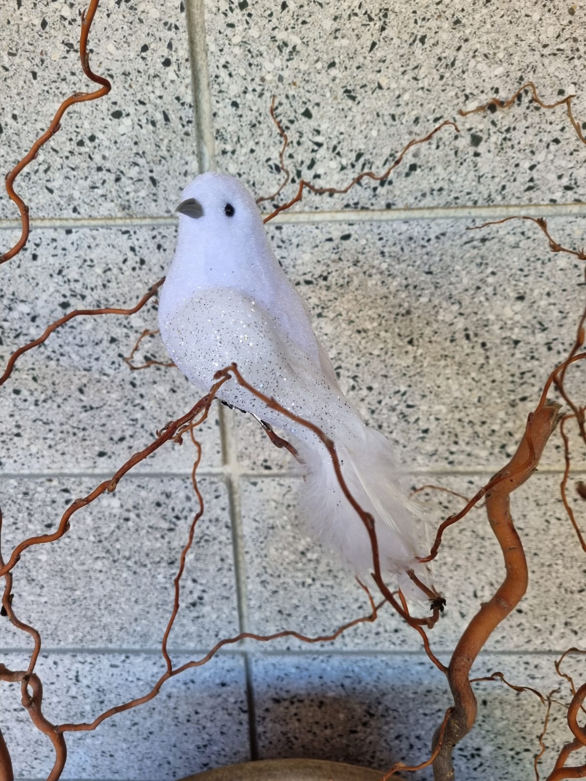 Large Dove Bird