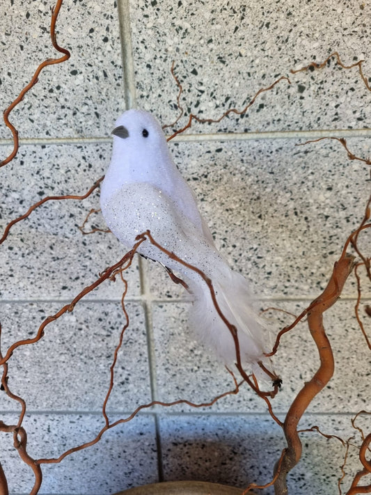 Large Dove Bird
