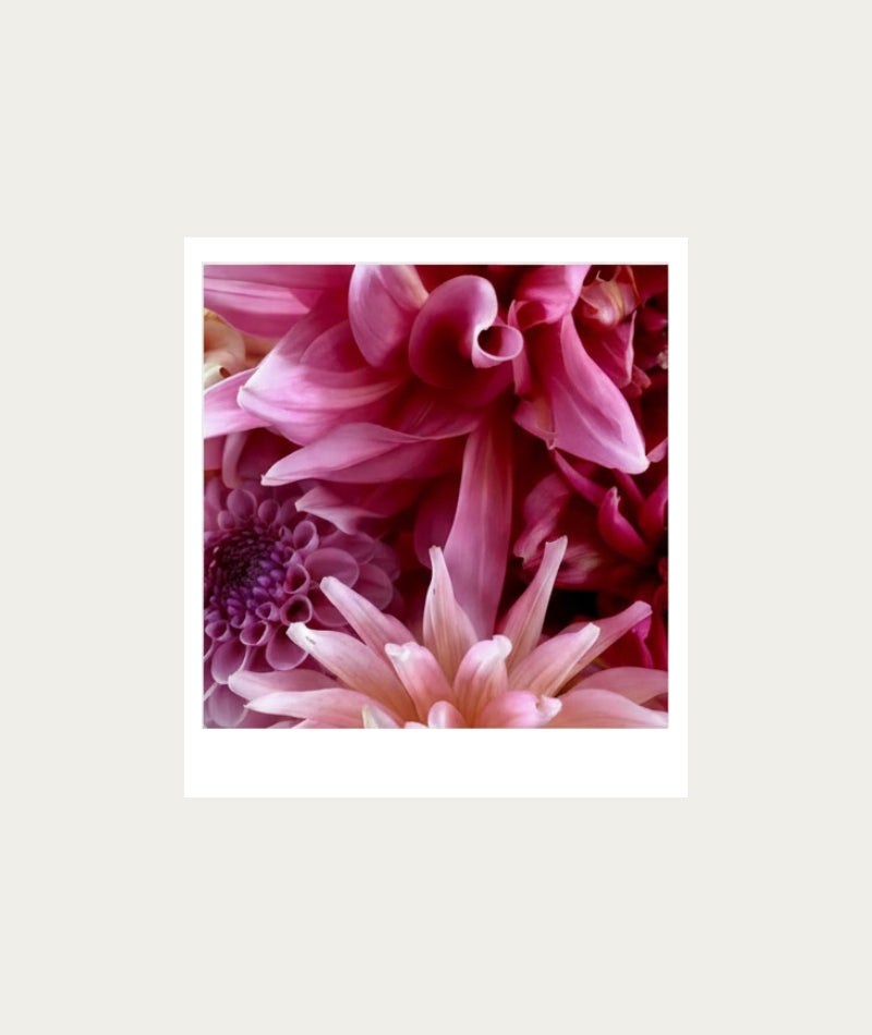 Paint Dahlias AT HOME Polaroid Artwork - Medium