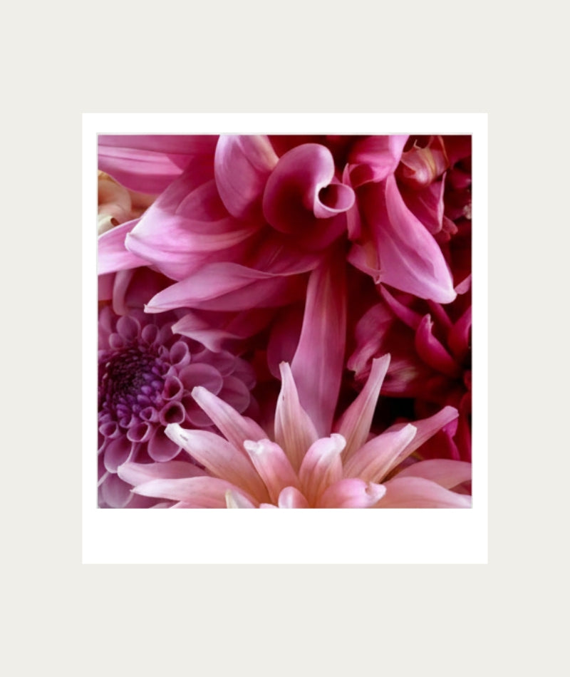 Paint Dahlias AT HOME Polaroid Artwork - Large