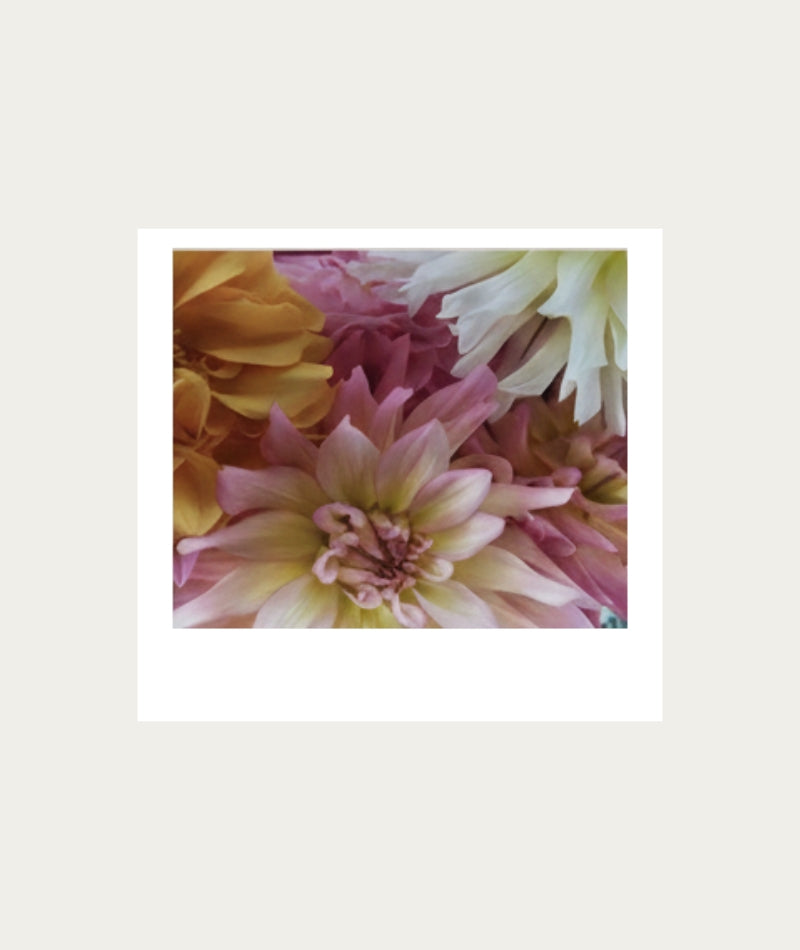 Pink & Yellow Dahlias AT HOME Polaroid Artwork - Medium