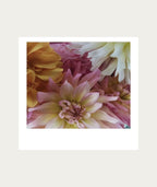 Pink & Yellow Dahlias AT HOME Polaroid Artwork - Large