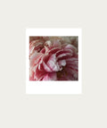 Peonies Bloom AT HOME Polaroid Artwork - Medium