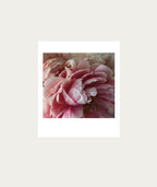 Peonies Bloom AT HOME Polaroid Artwork - Medium