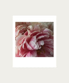 Peonies Bloom AT HOME Polaroid Artwork - Large