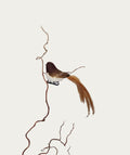 Baby Brown Robin Bird