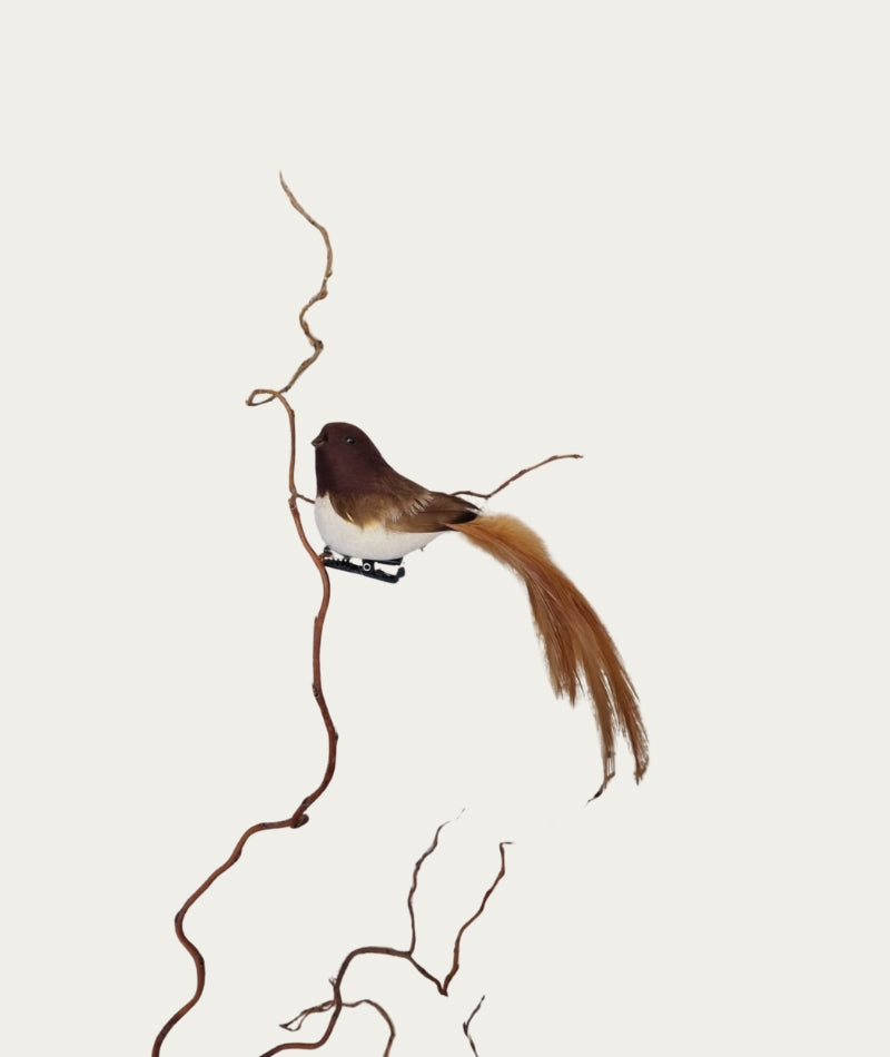 Baby Brown Robin Bird