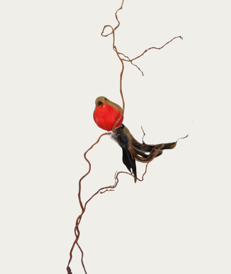 Red Baby Robin