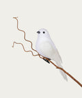 Large Dove Bird