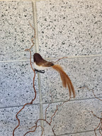 Baby Brown Robin Bird