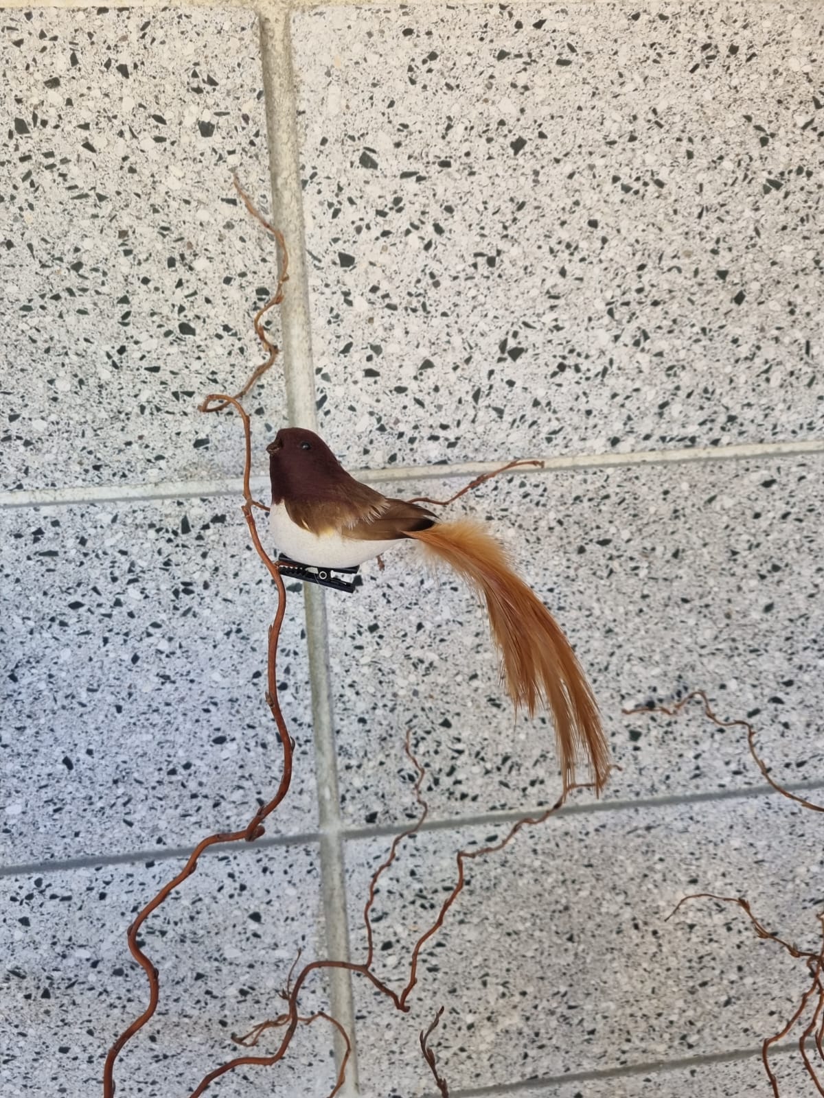 Baby Brown Robin Bird