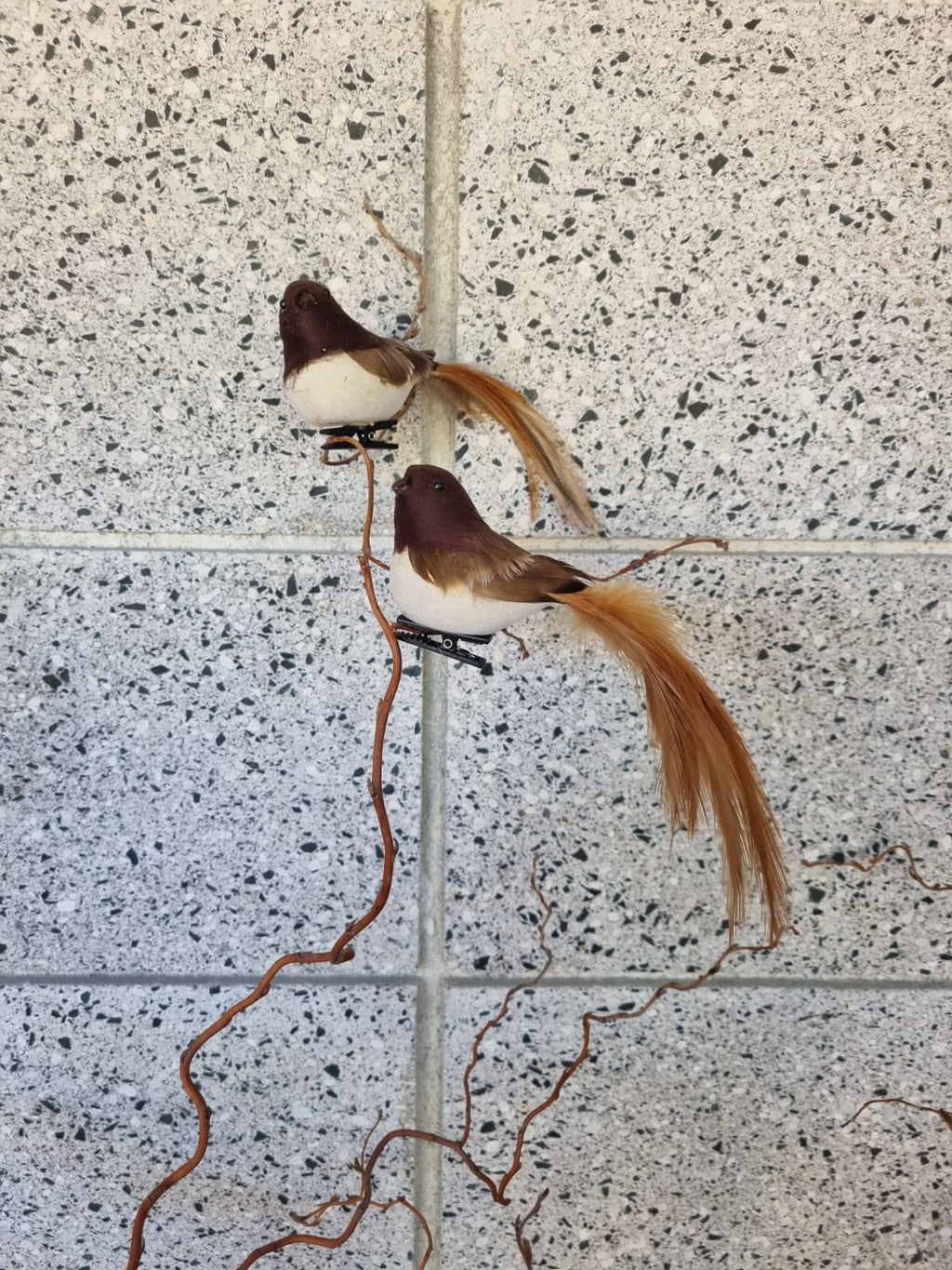 Baby Brown Robin Bird