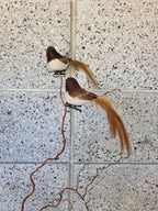 Baby Brown Robin Bird