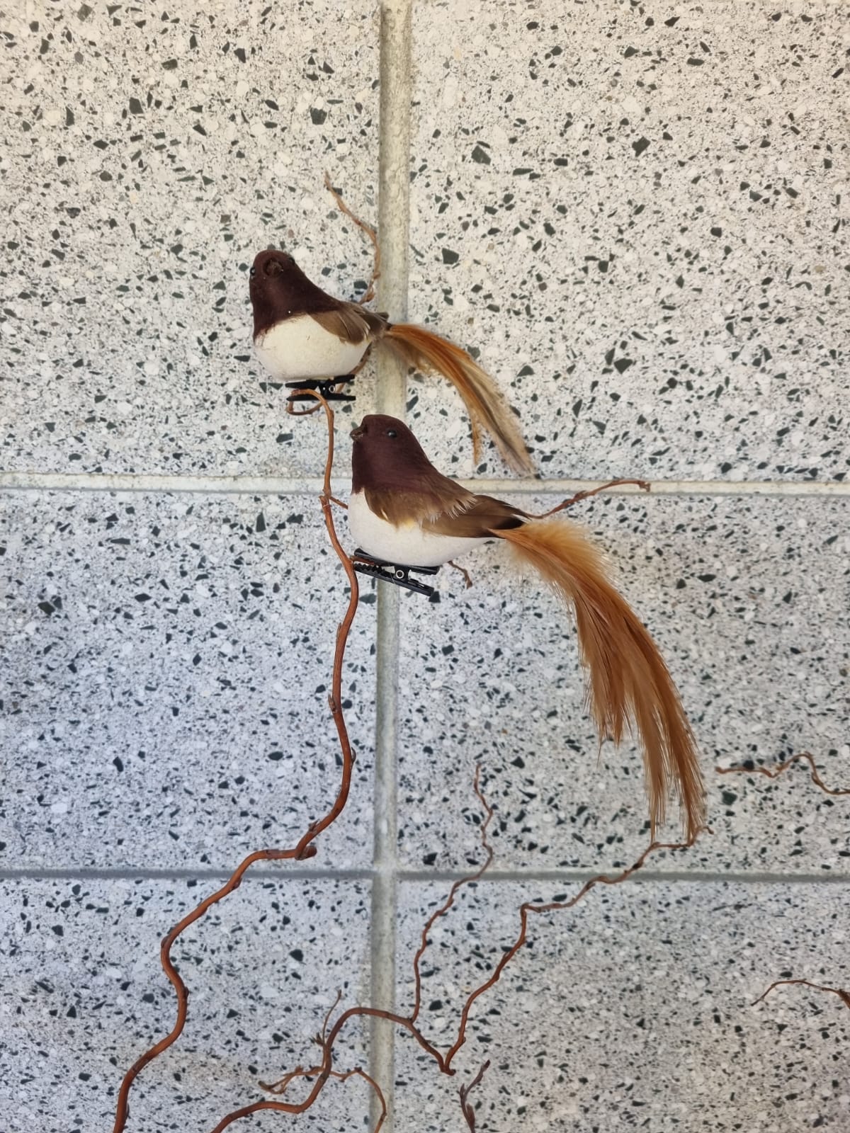 Baby Brown Robin Bird