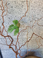 Green Flying Fantail Bird