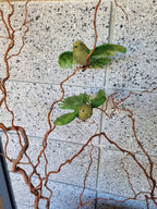 Green Flying Fantail Bird