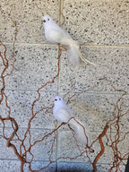 Large Dove Bird