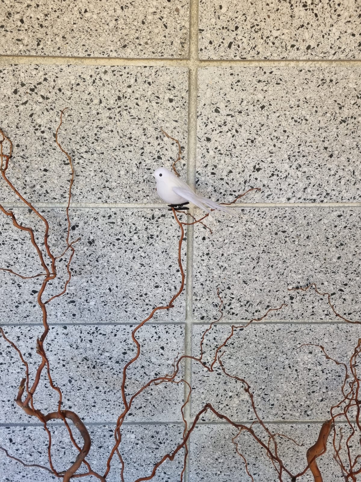 White Flying Fantail Bird