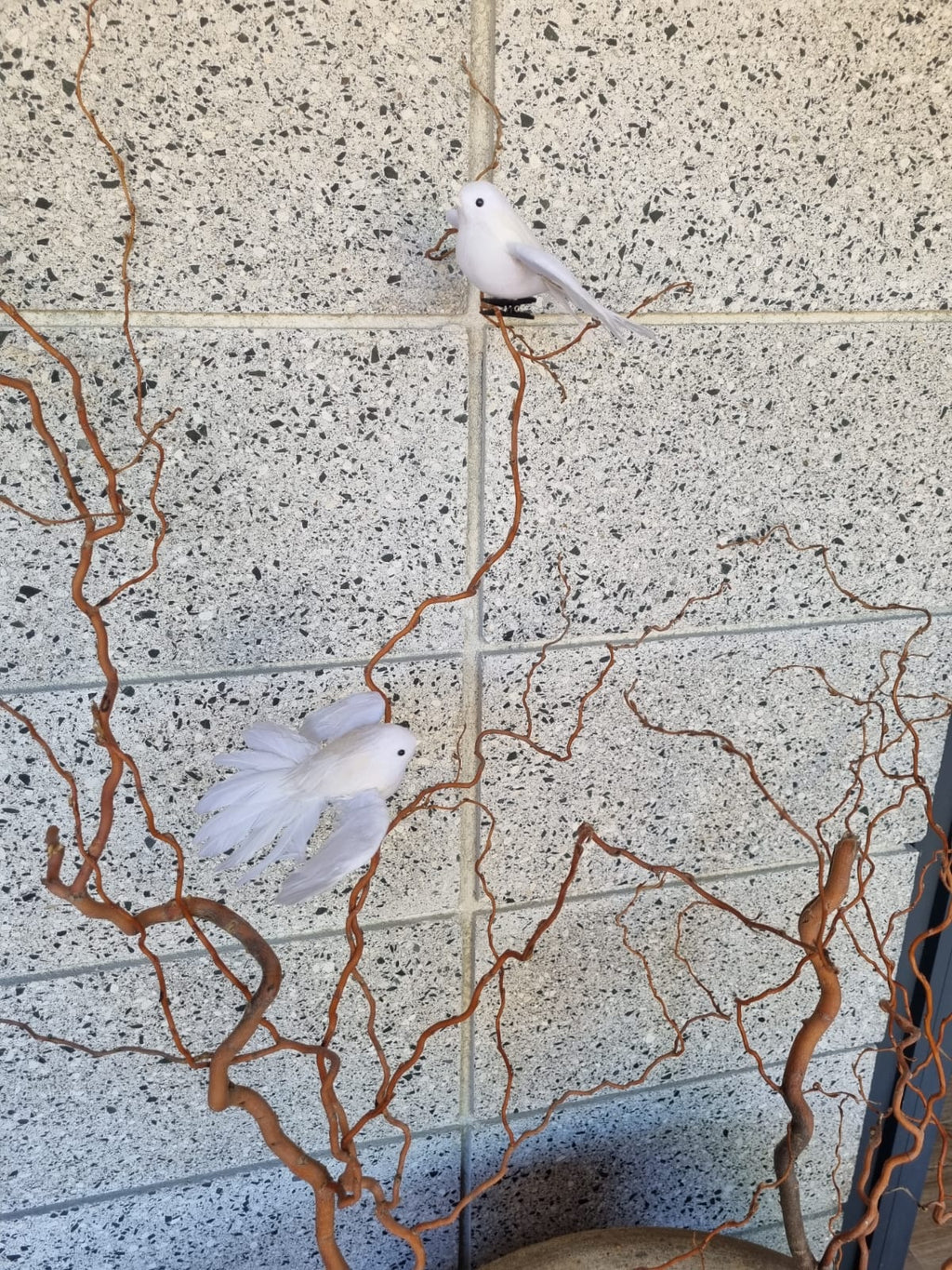 White Flying Fantail Bird