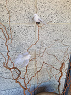 White Flying Fantail Bird